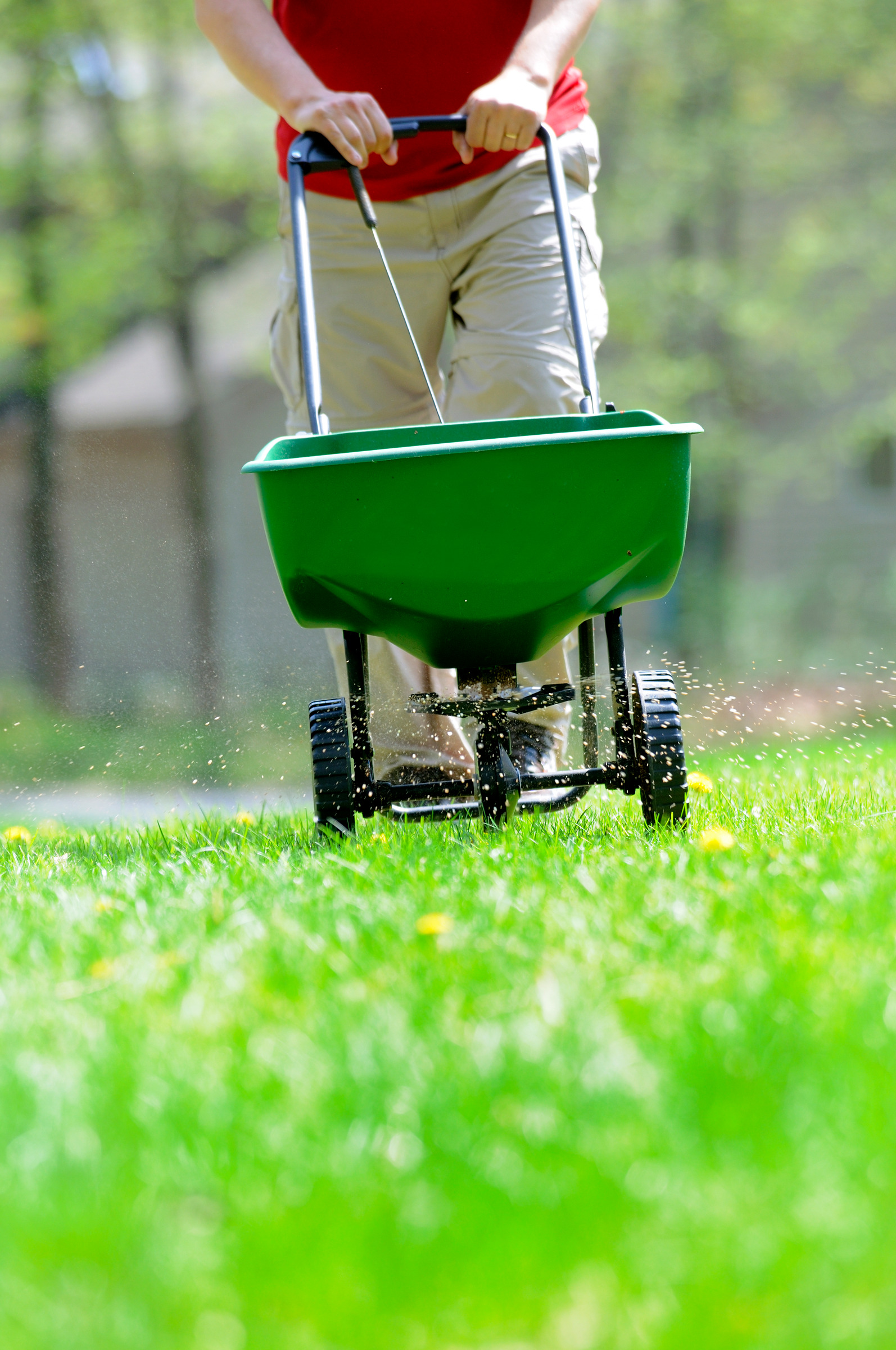 Worker pushing a broadcast spreader applying granules across a green lawn