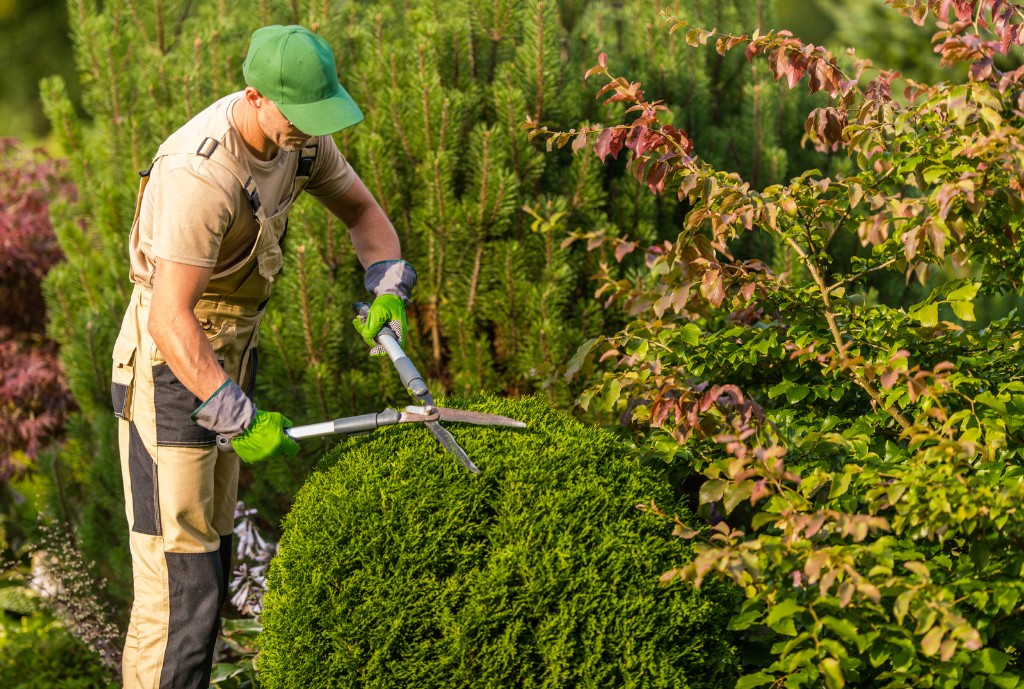 Landscaper trimming a rounded evergreen shrub with hedge shears